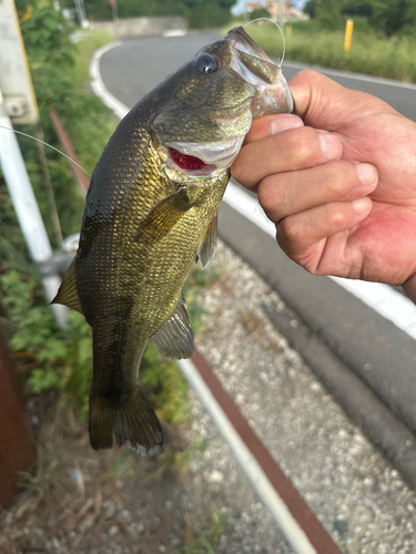 ラージマウスバスの釣果