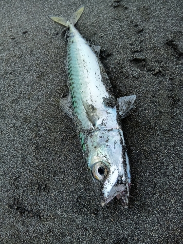 マサバの釣果