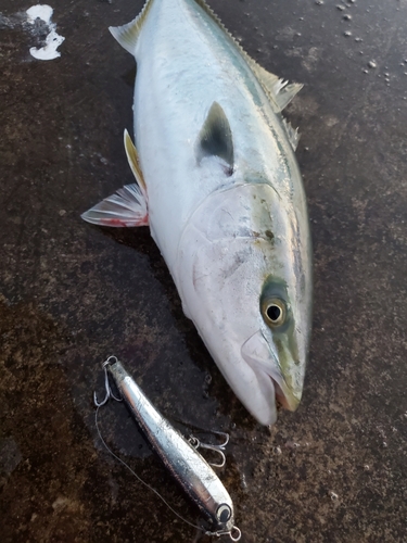 ワラサの釣果