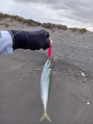 マサバの釣果