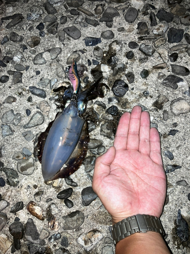 アオリイカの釣果