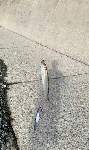 ウルメイワシの釣果