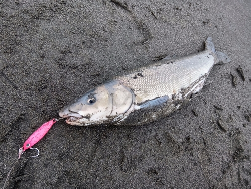 ウグイの釣果