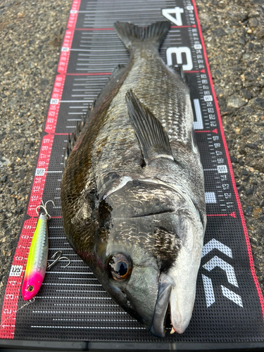 チヌの釣果