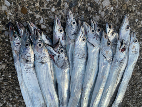 タチウオの釣果