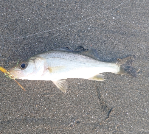 セイゴ（マルスズキ）の釣果