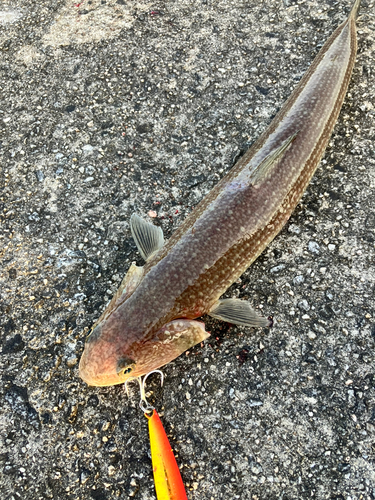 エソの釣果