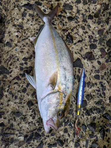 ネリゴの釣果