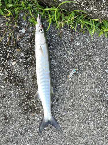 オニカマスの釣果