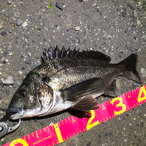 チヌの釣果