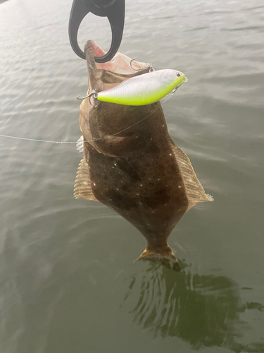 ヒラメの釣果