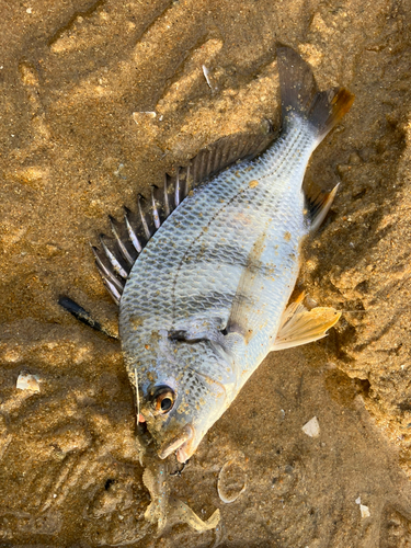 キビレの釣果