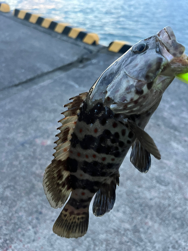 チャイロマルハタの釣果