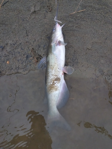 アメリカナマズの釣果