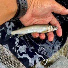 アユの釣果