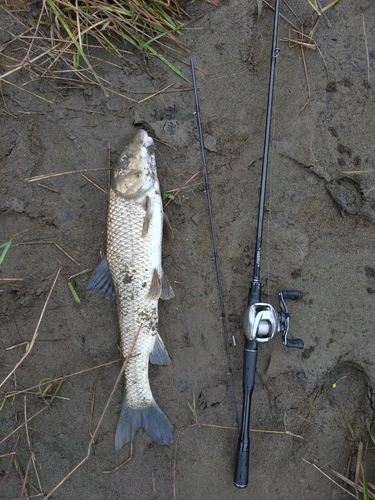 ニゴイの釣果