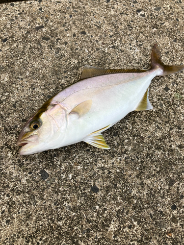 ショゴの釣果