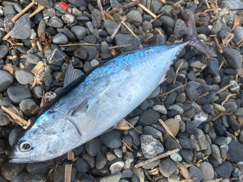 ヒラソウダの釣果