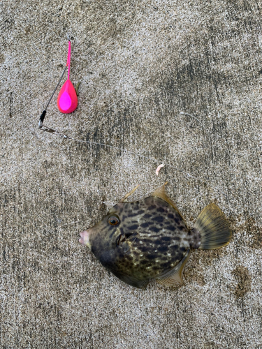 カワハギの釣果