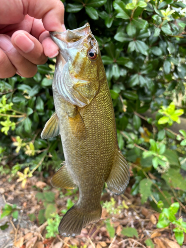 スモールマウスバスの釣果