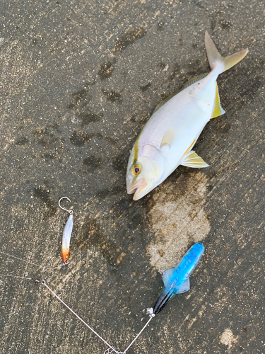 ショゴの釣果