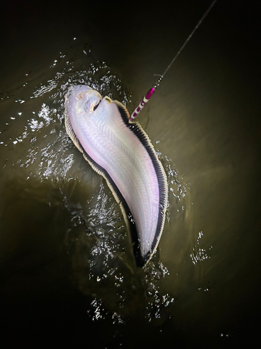 シタビラメの釣果