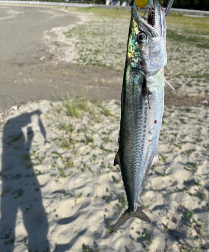 サゴシの釣果