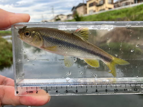 カワムツの釣果