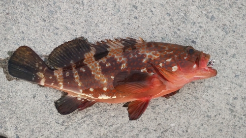 鹿児島湾北部