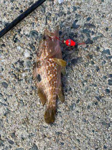 オオモンハタの釣果