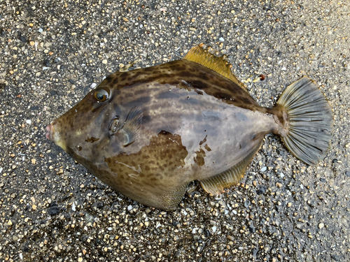 カワハギの釣果