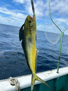 シイラの釣果