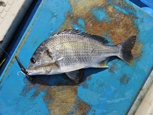 キビレの釣果