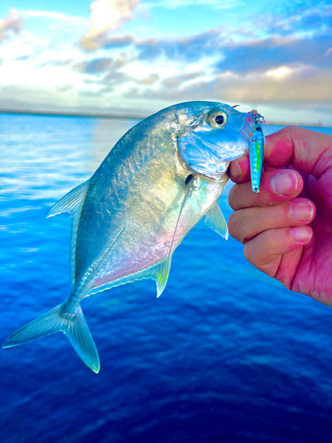 メッキの釣果