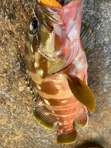 アカハタの釣果