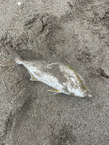 ショゴの釣果