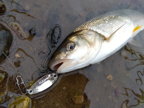 ウグイの釣果