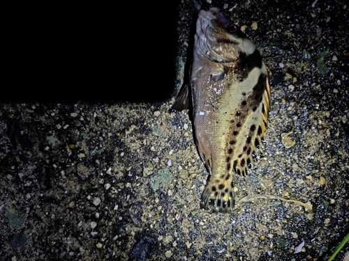 コショウダイの釣果