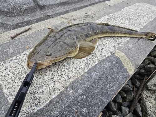 マゴチの釣果