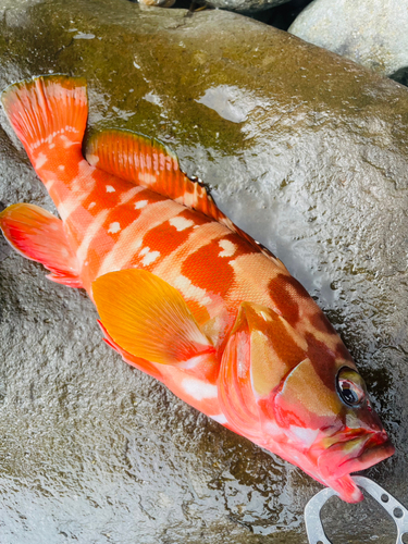 アカハタの釣果