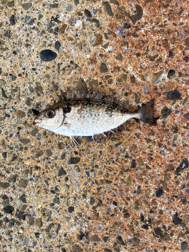 アイゴの釣果