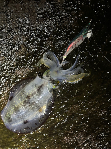 アオリイカの釣果