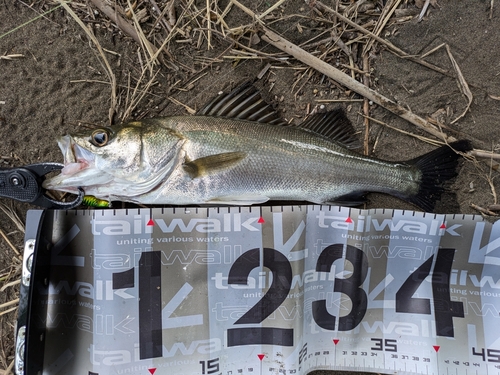 フッコ（マルスズキ）の釣果