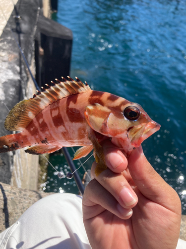 アカハタの釣果