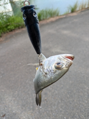 メッキの釣果