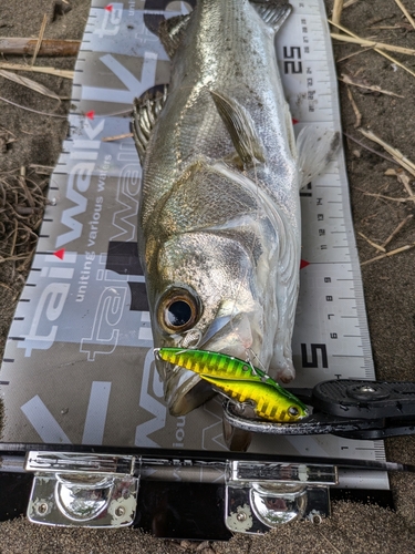 フッコ（マルスズキ）の釣果