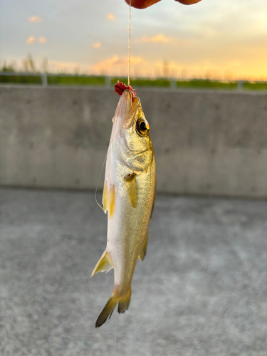 セイゴ（タイリクスズキ）の釣果