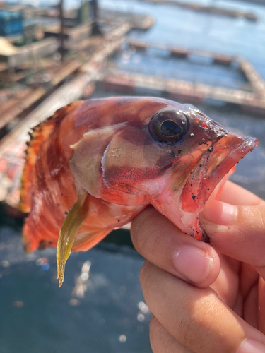 アカハタの釣果