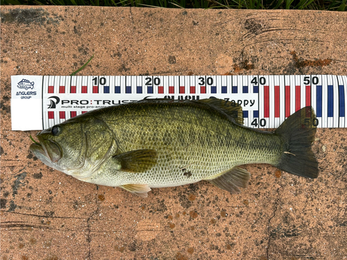 ブラックバスの釣果