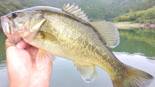 ラージマウスバスの釣果